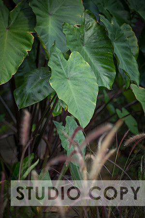 Lupeny Photography-3125