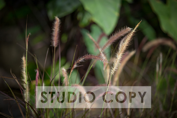 Lupeny Photography-3126