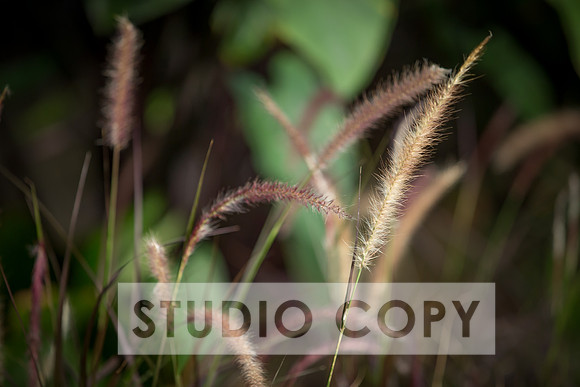 Lupeny Photography-3127